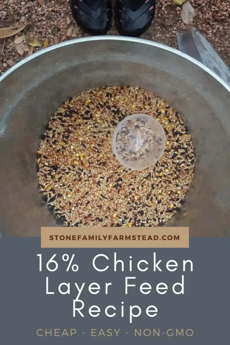 chicken layer feed