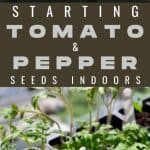 How to Start Tomato and Pepper Seeds Indoors - Stone Family Farmstead
