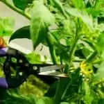hands pruning tomato plant