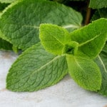 fresh mint
