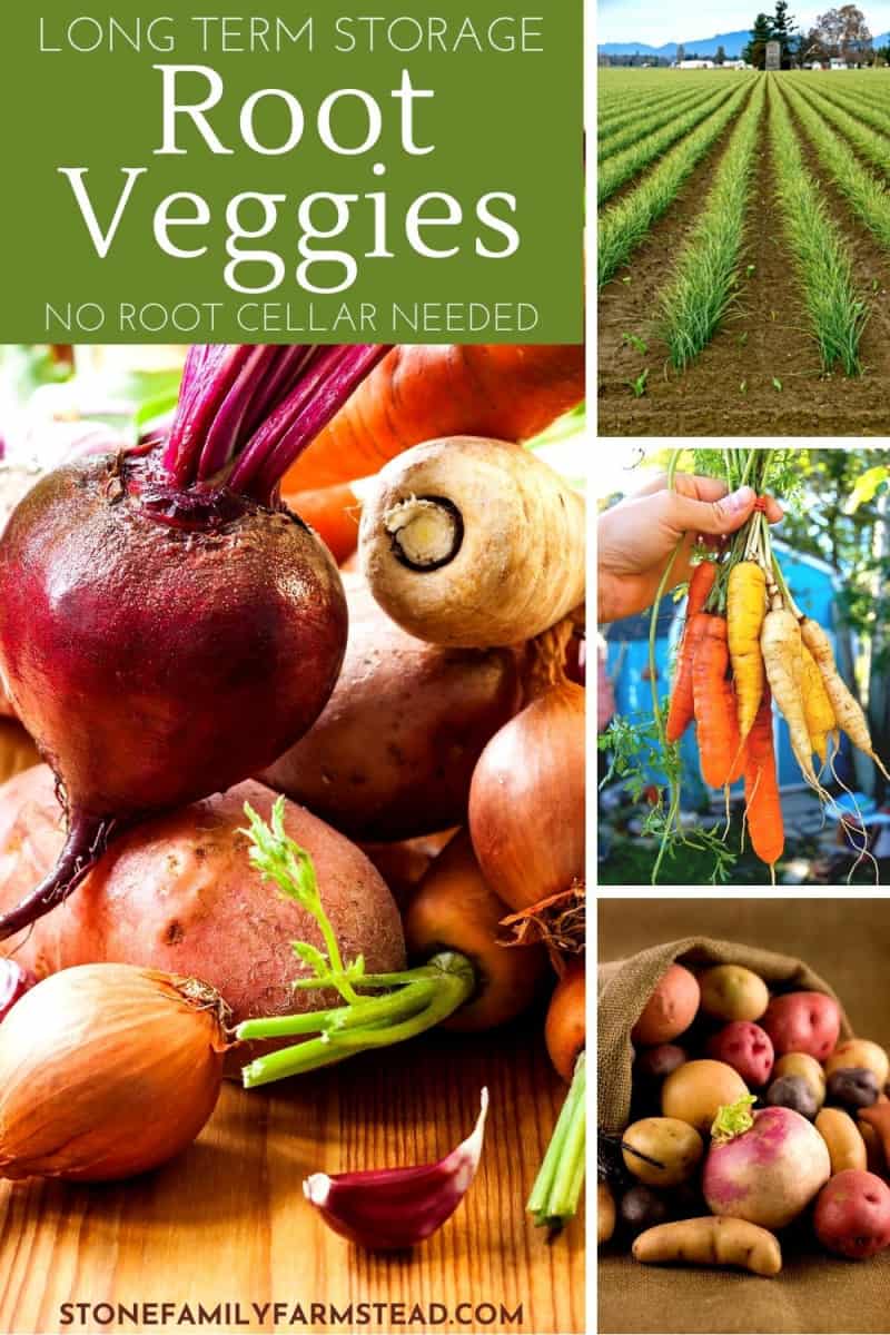 various photos of root vegetables - Easy Root Vegetable Storage Ideas That Need No Root Cellar - Stone Family Farmstead
