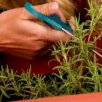 How to Get Free Plants from Your Plant Cuttings - Stone Family Farmstead