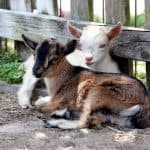 How to Encourage Friendliness and Trust in Baby Goat Kids - Stone Family Farmstead