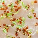 6 Helpful Tips You Need to Know About Seed Germination - Stone Family Farmstead