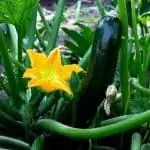 Simple Guide to Growing Zucchini in Pots - Stone Family Farmstead