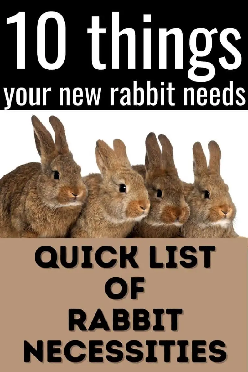 Top 10 Things to Bring Home with Your New Pet Rabbit - Stone Family Farmstead