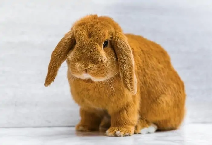 brown rabbit - How to Easily Correct GI Stasis in Rabbits - Stone Family Farmstead