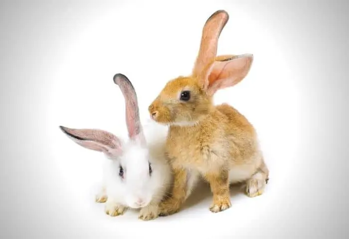 Top 10 Things to Bring Home with Your New Pet Rabbit - Stone Family Farmstead