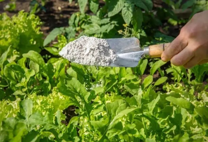 How to Use Diatomaceous Earth in the Garden Stone Family Farmstead