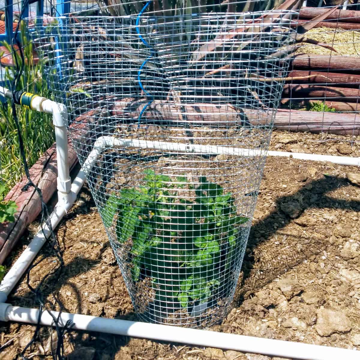 How to Make a Small Plant Cage in 15 Minutes - Stone Family Farmstead